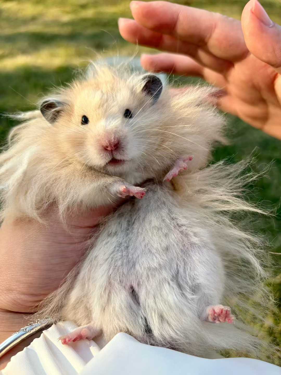 可爱熊