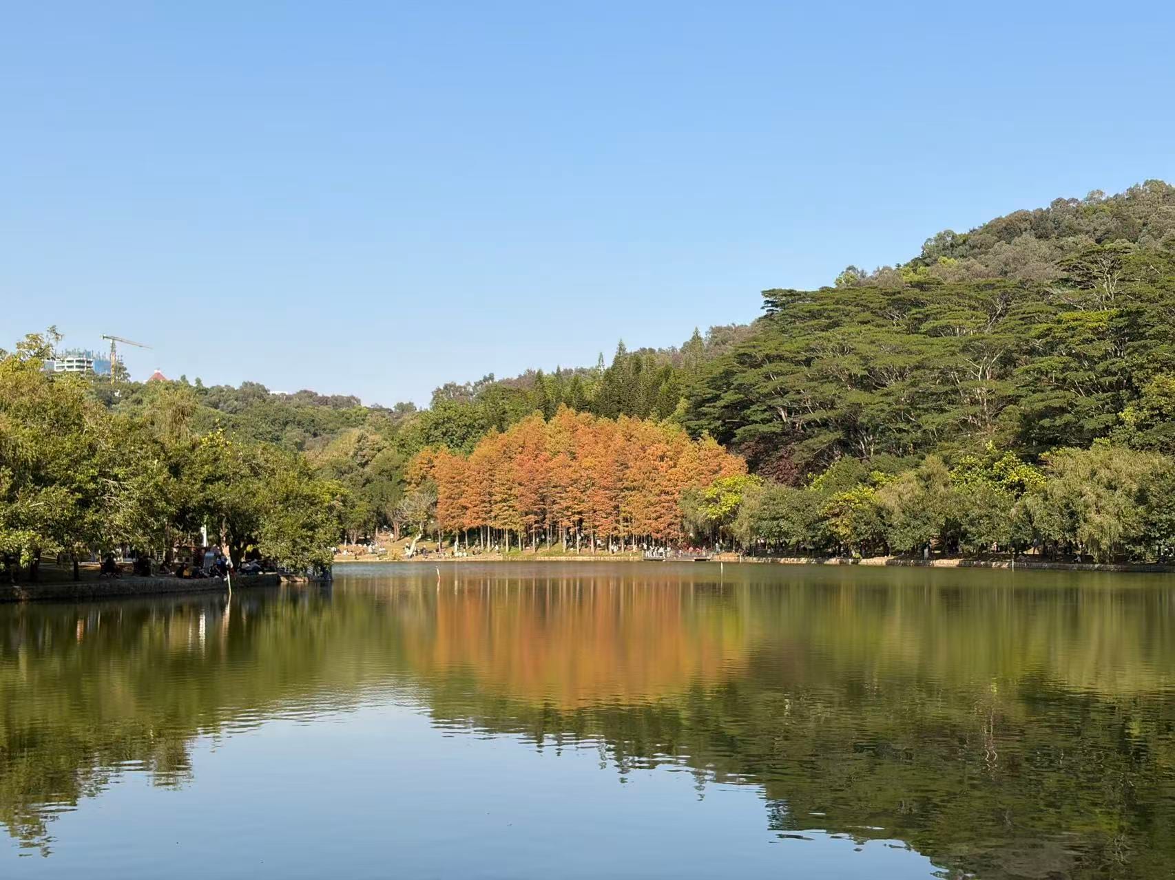 在深圳最喜欢的三个公园📍